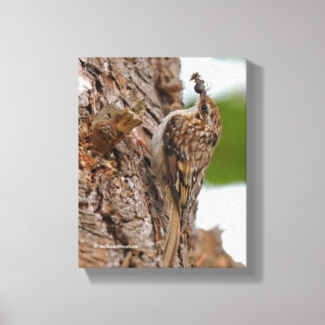 American Treecreeper with Bug Canvas Print (Front)
