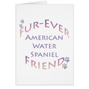 American Water Spaniel Furever