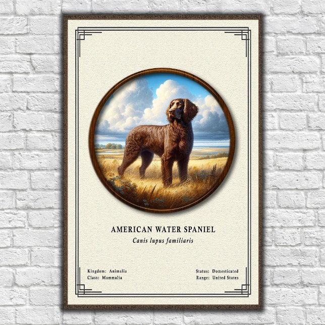 American Water Spaniel Zoology Series Poster (Creator Uploaded)