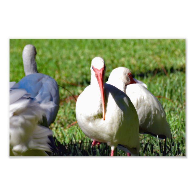 American White Ibis  Photo Print (Front)