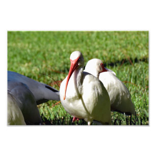 American White Ibis  Photo Print