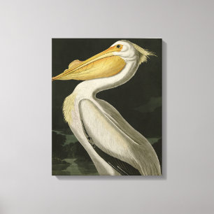 American White Pelican, Audubon's Birds of America Canvas Print