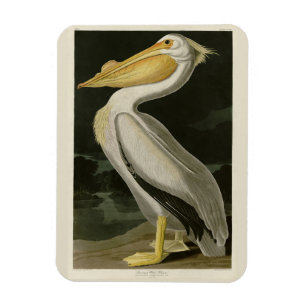 American White Pelican, Audubon's Birds of America Magnet