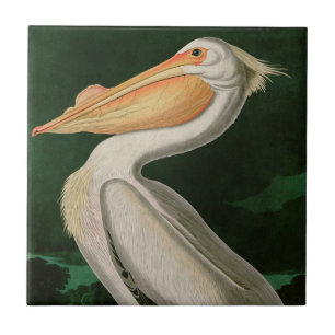 American White Pelican Birds of America Audubon Tile