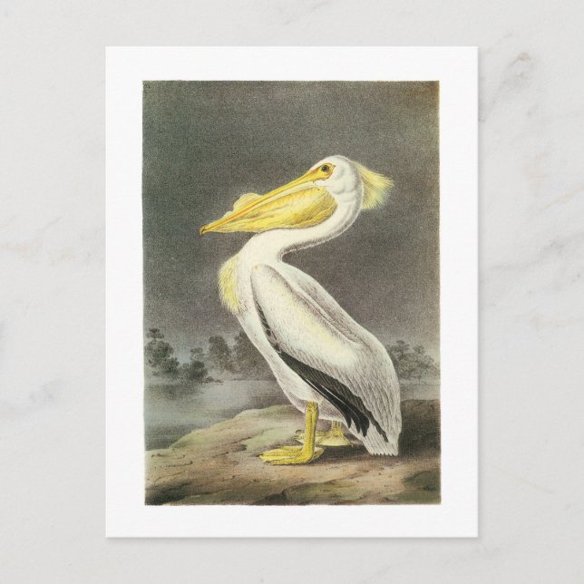 American White Pelican by Audubon Postcard (Front)