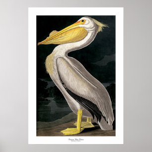 American White Pelican by John James Audubon Poster