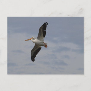 American White Pelican in migration Postcard