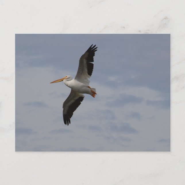 American White Pelican in migration Postcard (Front)