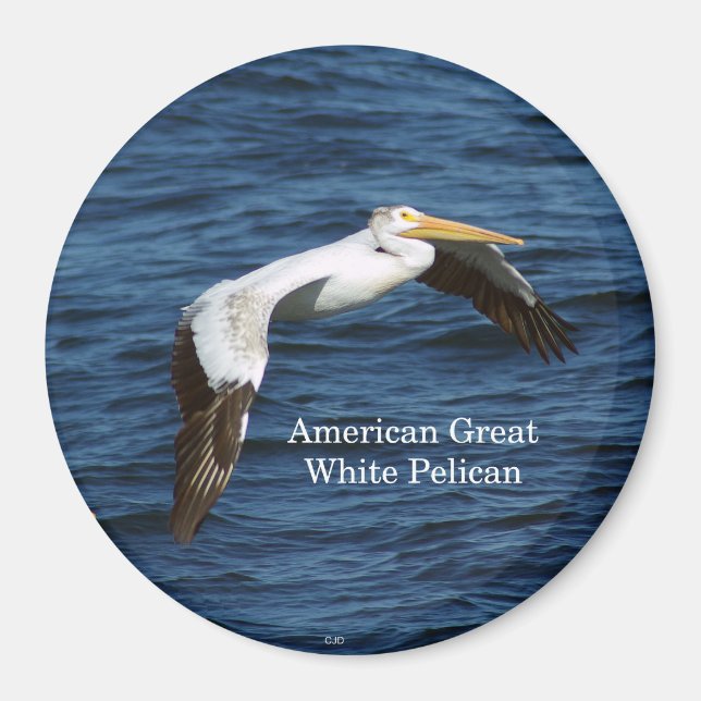 American White Pelican magnet (Front)