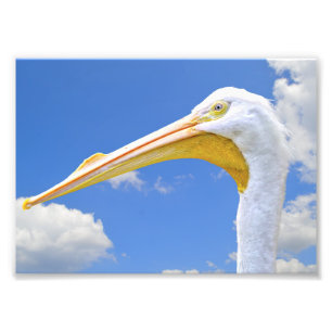 American White Pelican Photo Print