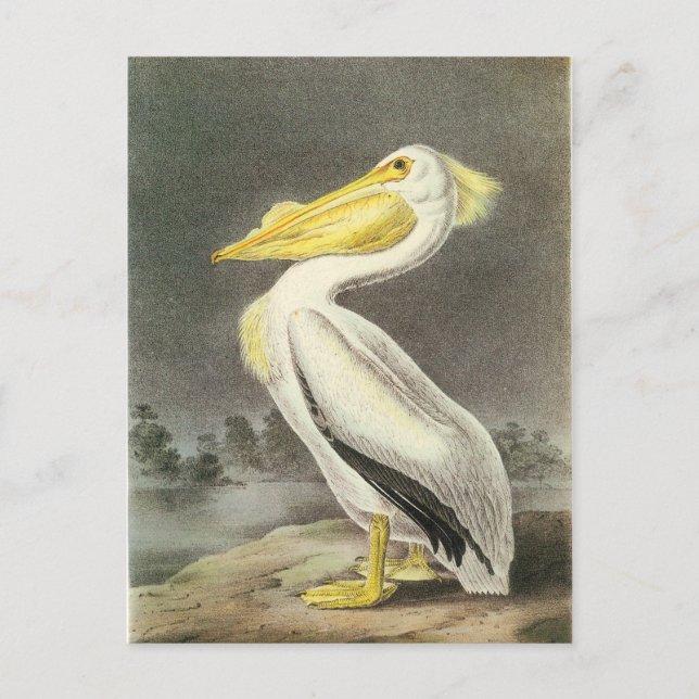 American White Pelican Postcard (Front)