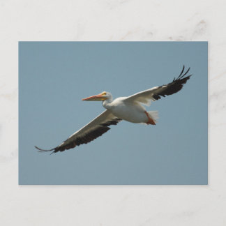 American White Pelican Postcard