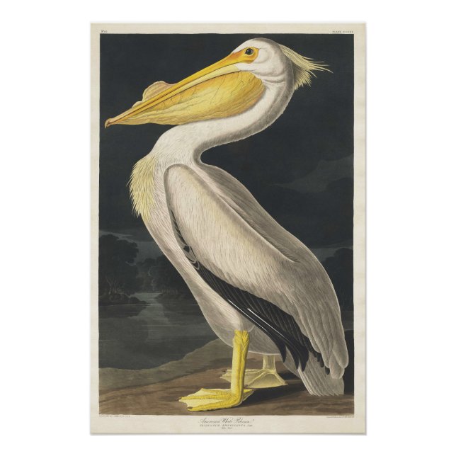 American White Pelican Poster (Front)