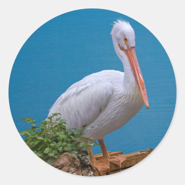 American White Pelican Sticker (Front)