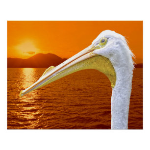 American White Pelican sunset in Corfu Poster