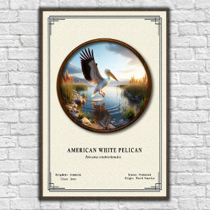 American White Pelican Zoology Poster