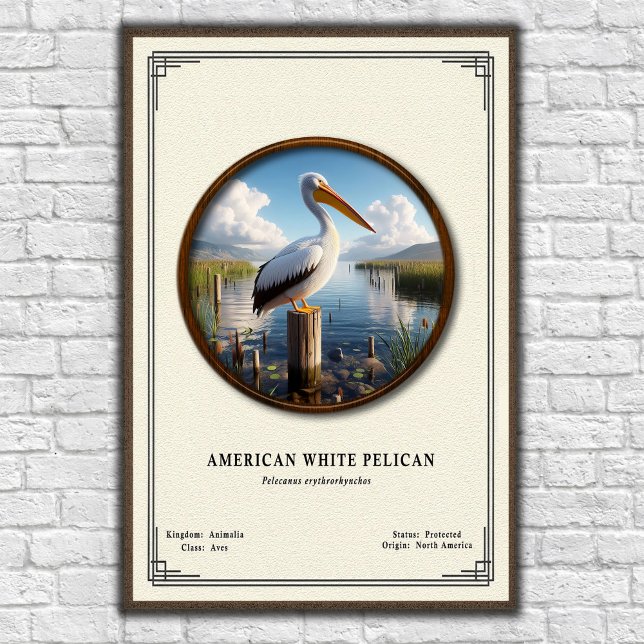 American White Pelican Zoology Series Poster (Creator Uploaded)