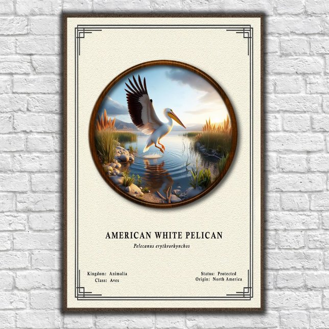 American White Pelican Zoology Series Poster (Creator Uploaded)