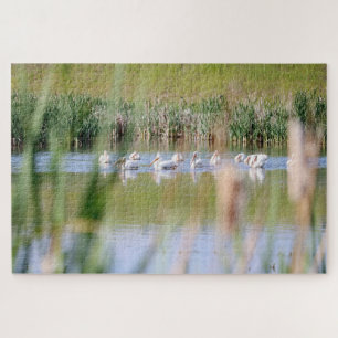 American White Pelicans Jigsaw Puzzle
