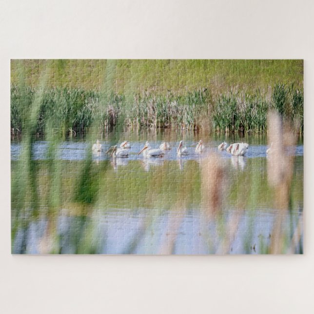 American White Pelicans Jigsaw Puzzle (Horizontal)