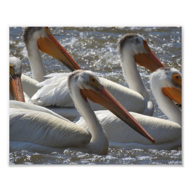 American White Pelicans Photograph (Front)