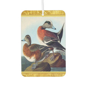 American Widgeon ducks on a rock Car Air Freshener