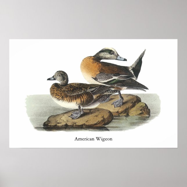 American Wigeon, John Audubon Poster (Front)