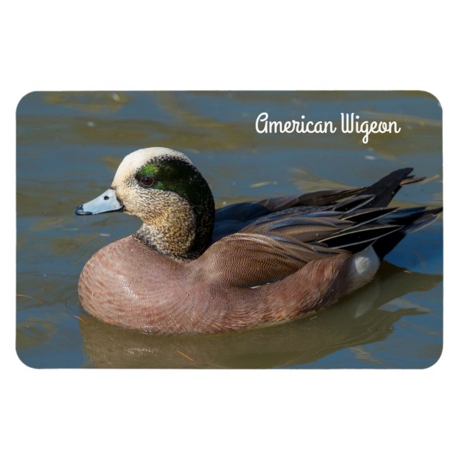 American Wigeon Magnet (Horizontal)