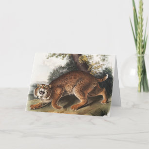 American wild cat (Lynx rufus) Illustration Card