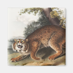 American wild cat (Lynx rufus) Illustration Magnet