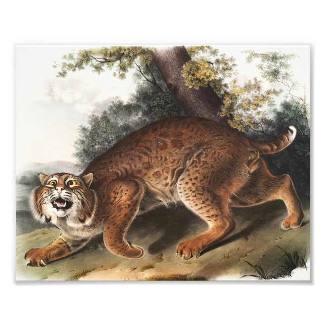 American wild cat (Lynx rufus) Illustration Photo Print (Front)