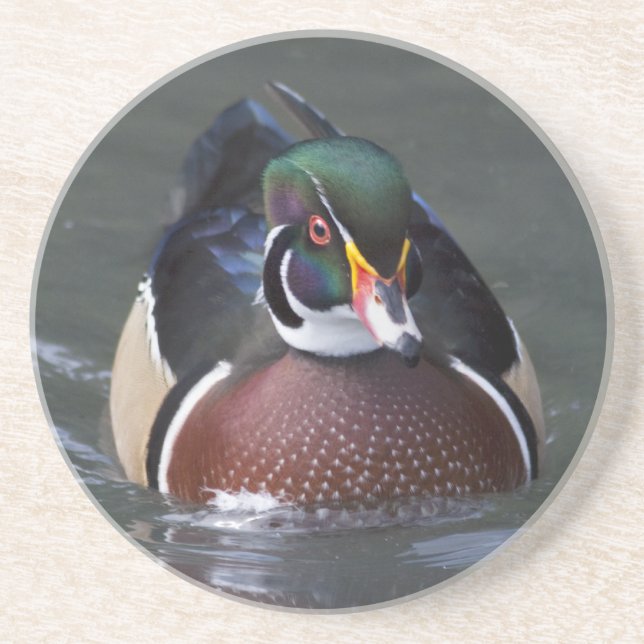 American Wood Duck Coaster (Front)