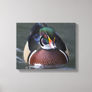 American Wood Duck Wrapped Canvas