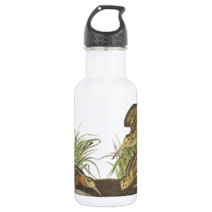 American Woodcock by Audubon 532 Ml Water Bottle