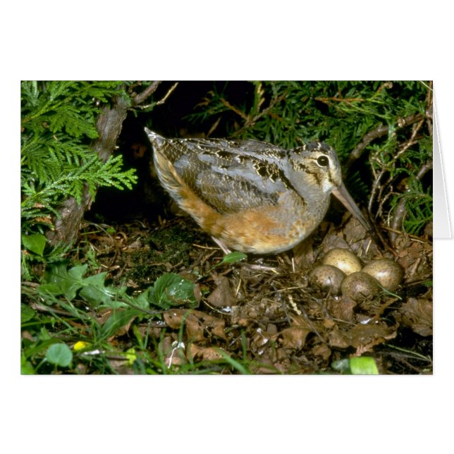 American Woodcock with eggs (Front Horizontal)