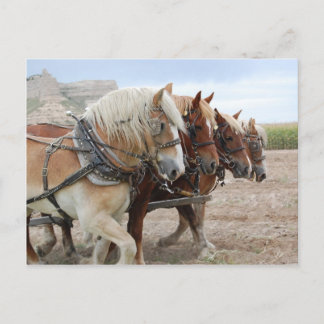 American Work Horse Postcard