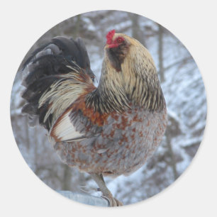 AMERICANA ROOSTER IN WINTER GIFTS CLASSIC ROUND STICKER