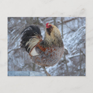 AMERICANA ROOSTER IN WINTER GIFTS POSTCARD