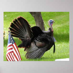 America's Bird Wild Tom Turkey Poster