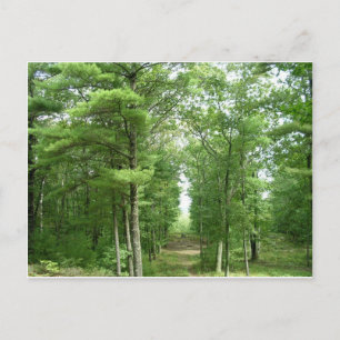 America's Stonehenge, Salem, VT Postcard