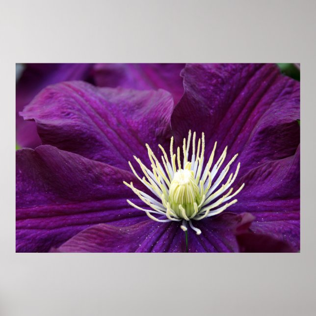 Amethyst Clematis Poster (Front)