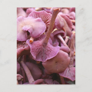 Amethyst Deceiver Postcard