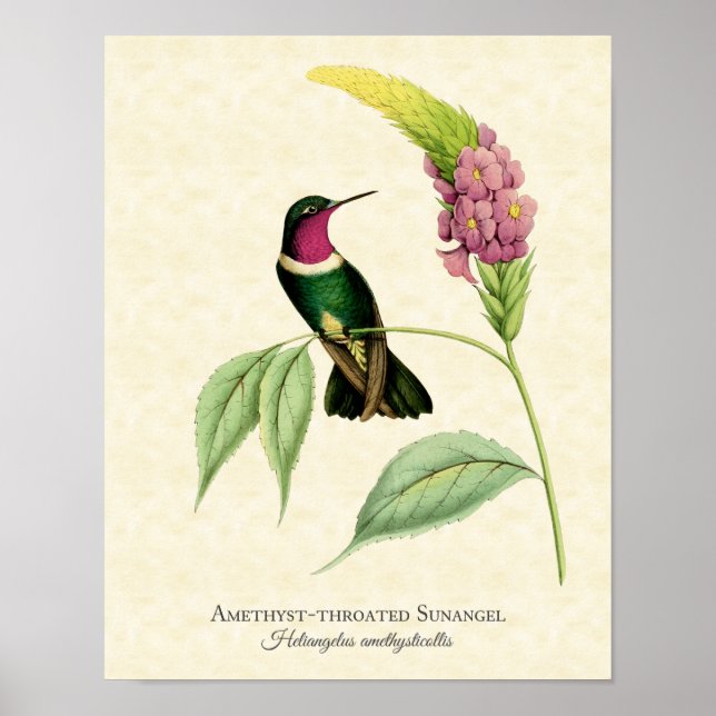 Amethyst Throated Hummingbird Art Print (Front)