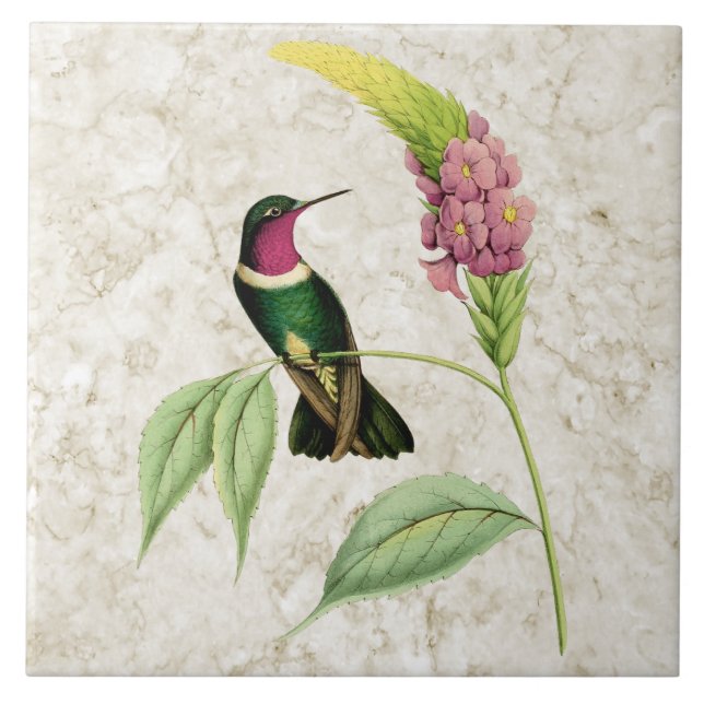 Amethyst Throated Hummingbird Ceramic Tile (Front)