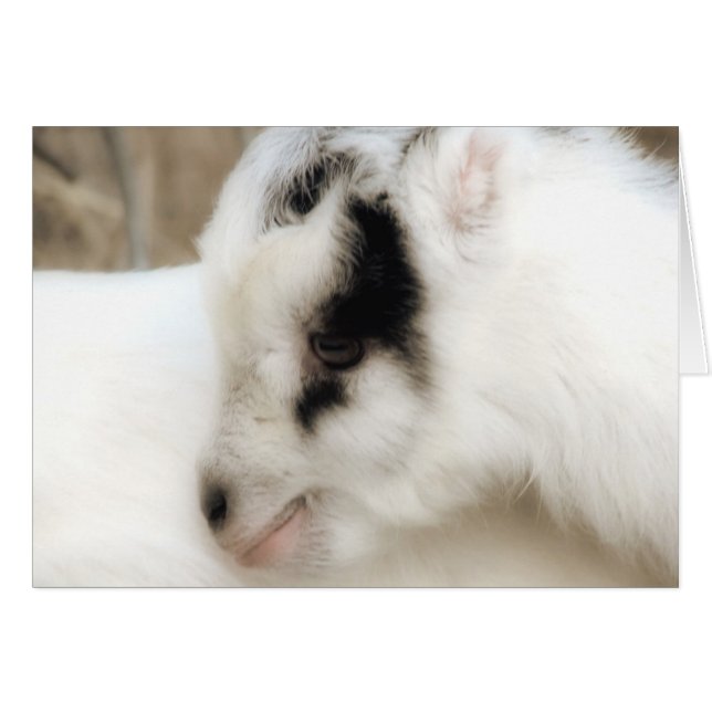 Amigo Goat Kid All Occasions Greeting Card  (Front Horizontal)