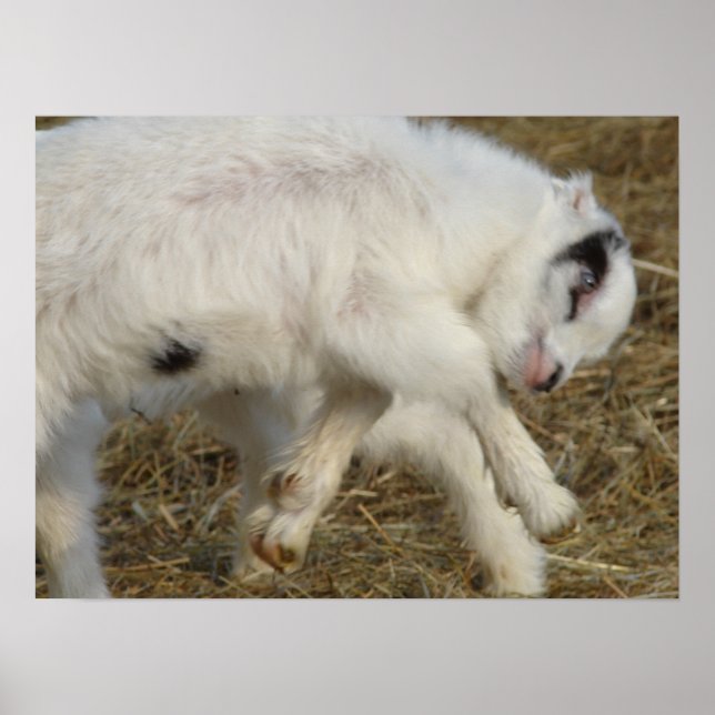 Amigo Plays Poster (Front)