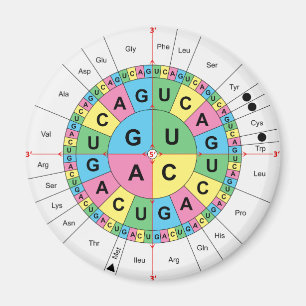 Amino Acid Base Sequence Table Diagram Magnet