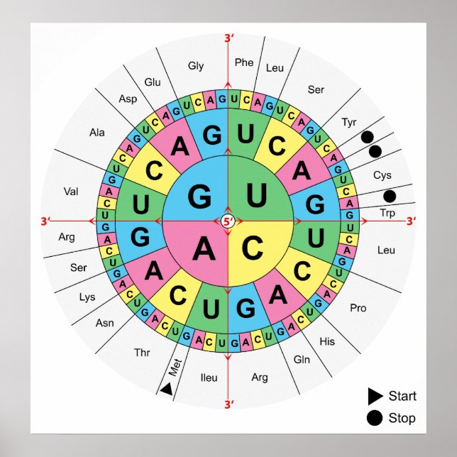 Amino Acid Base Sequence Table Diagram Poster (Front)