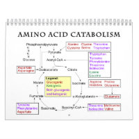 Amino Acid Catabolism Diagram