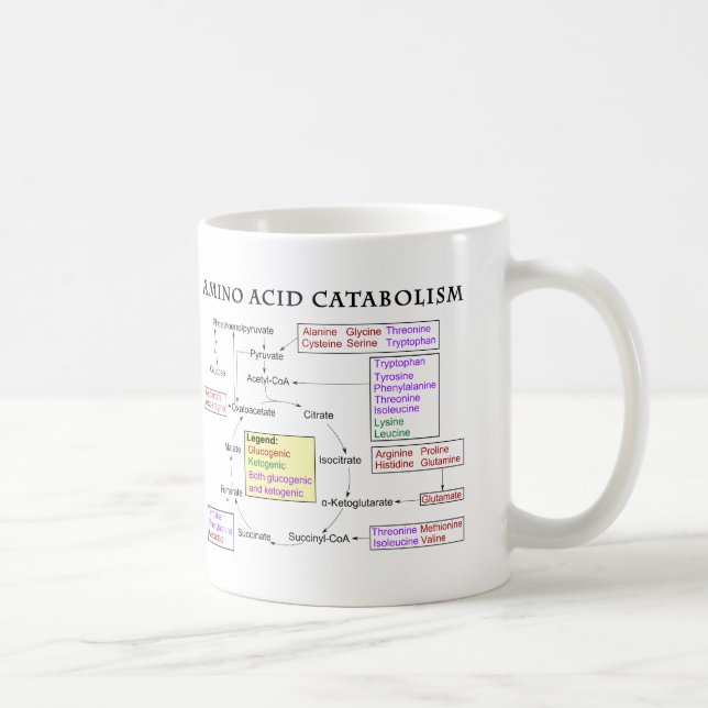 Amino Acid Catabolism Diagram Coffee Mug (Right)